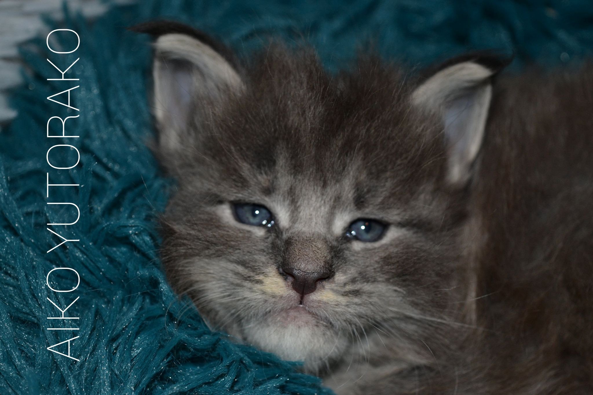 chaton Maine coon blue tortie ticked tabby AIKO YUTORAKO Chatterie Yutorako