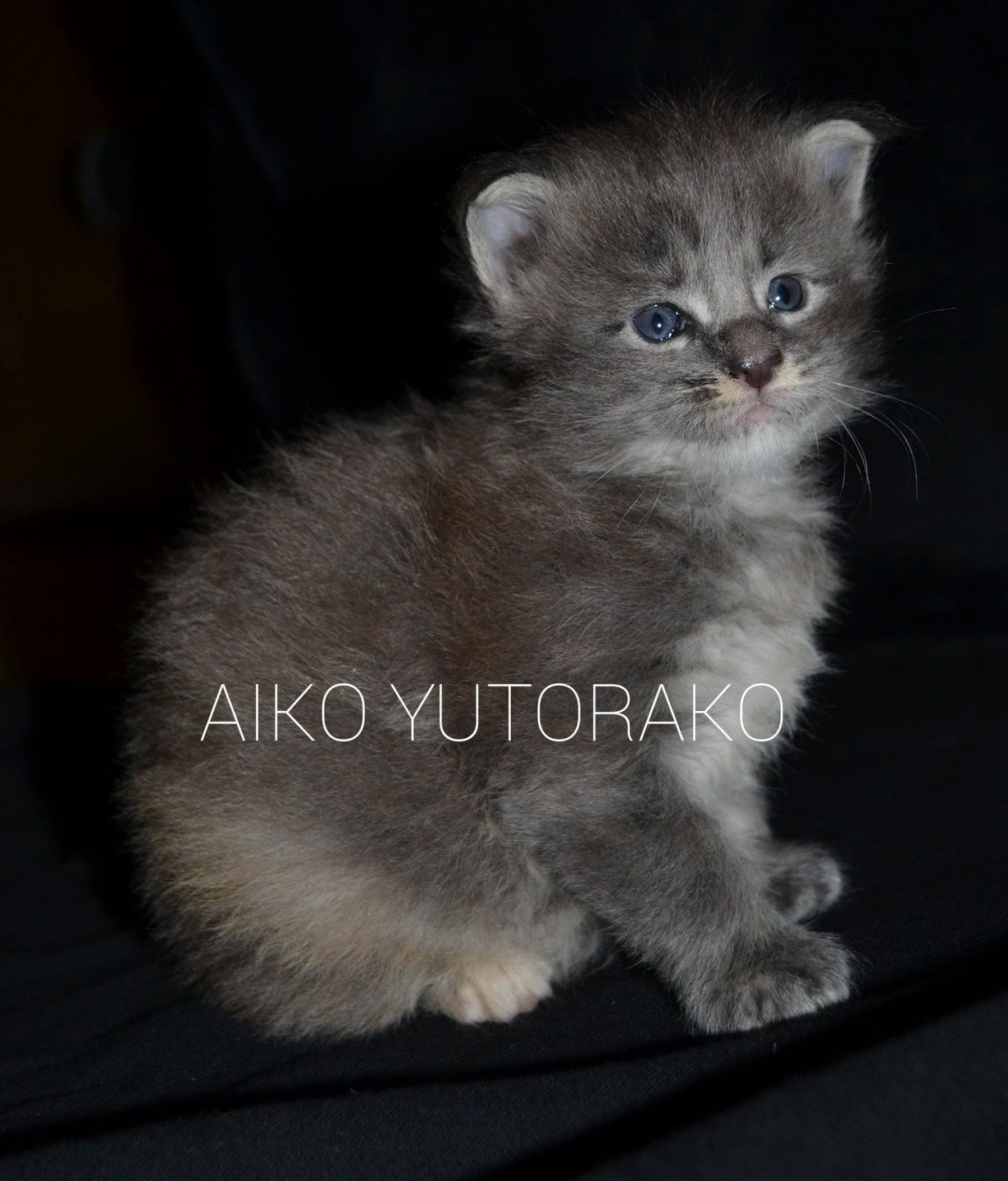 chaton Maine coon blue tortie ticked tabby AIKO YUTORAKO Chatterie Yutorako