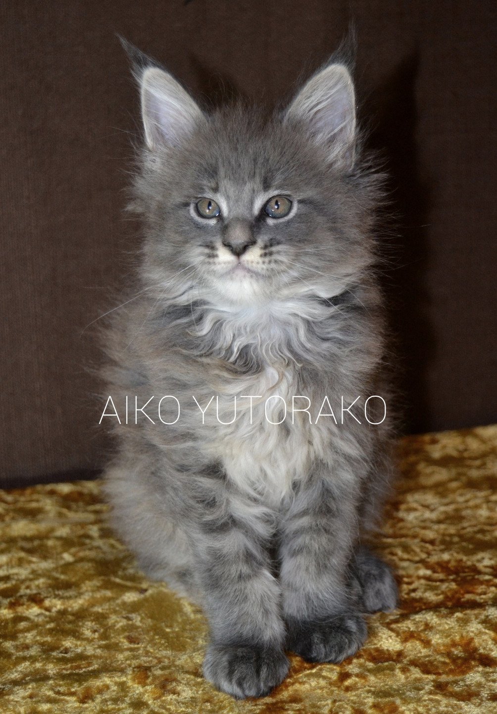 chaton Maine coon blue tortie ticked tabby AIKO YUTORAKO Chatterie Yutorako