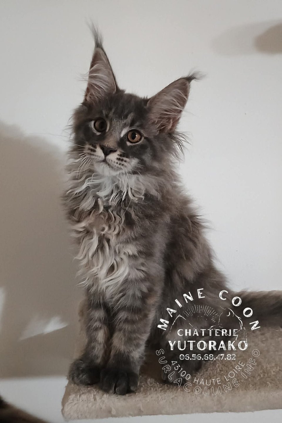 chaton Maine coon blue tortie ticked tabby AIKO YUTORAKO Chatterie Yutorako