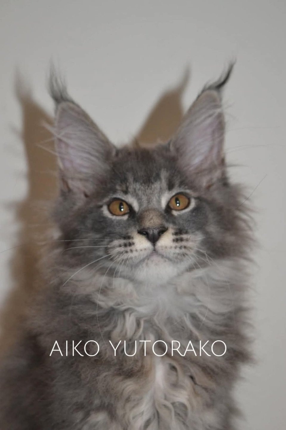 chaton Maine coon blue tortie ticked tabby AIKO YUTORAKO Chatterie Yutorako