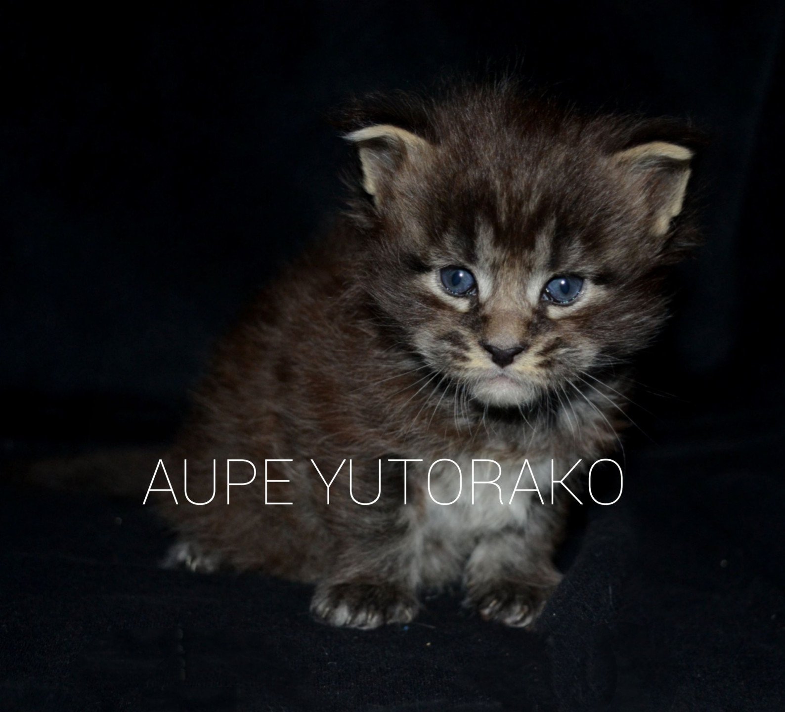chaton Maine coon brown ticked tabby AUPE YUTORAKO Chatterie Yutorako