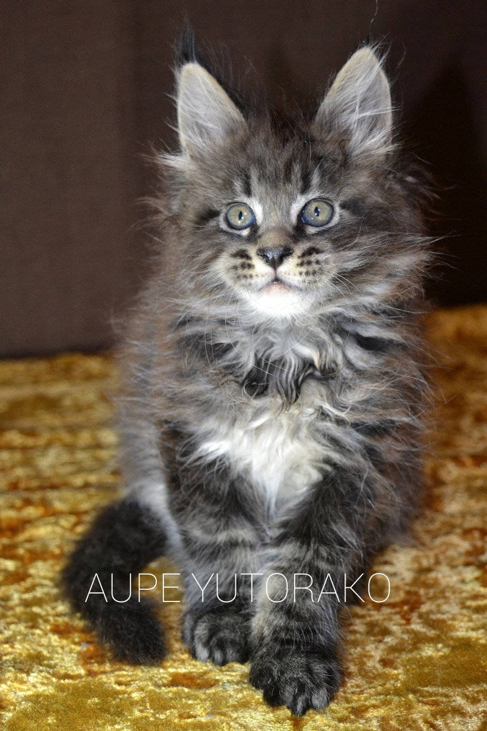 chaton Maine coon brown ticked tabby AUPE YUTORAKO Chatterie Yutorako