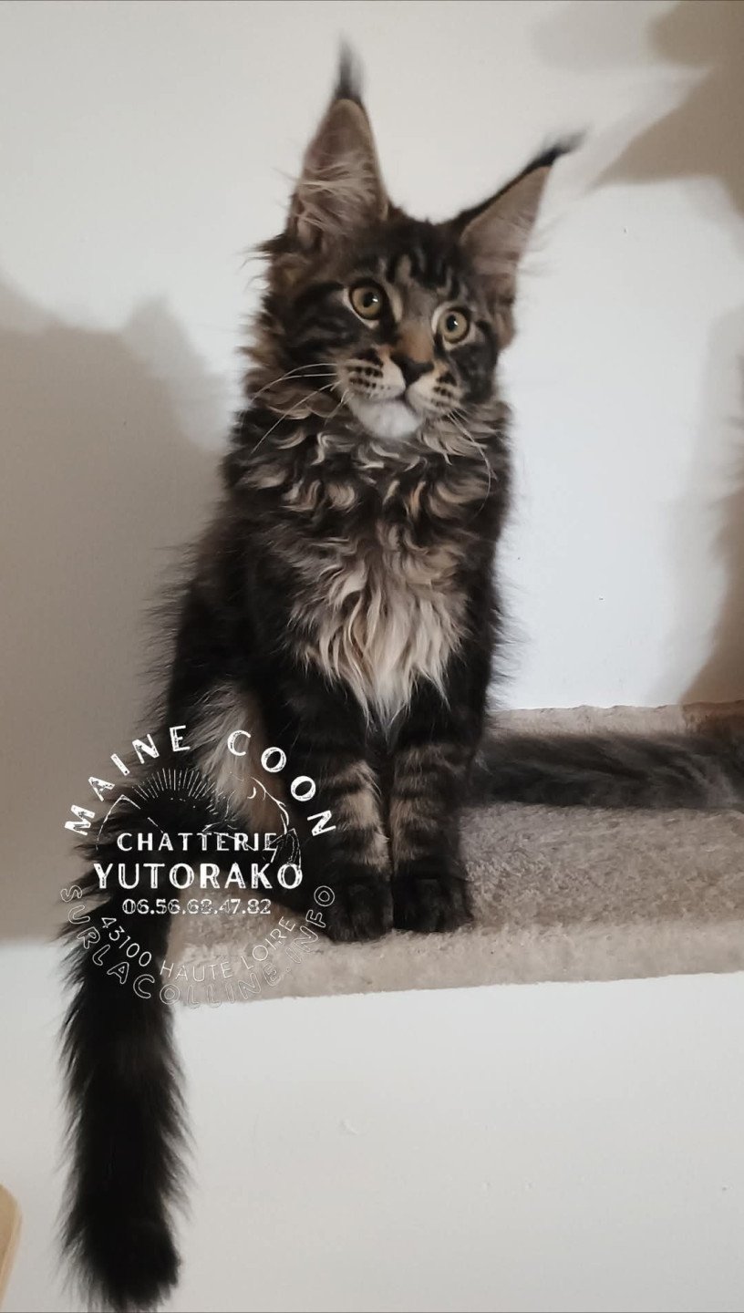 chaton Maine coon brown ticked tabby AUPE YUTORAKO Chatterie Yutorako
