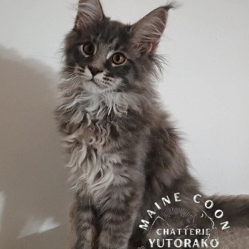 chaton Maine coon blue tortie ticked tabby AIKO YUTORAKO Chatterie Yutorako chaton Maine coon blue tortie ticked tabby AIKO YUTORAKO Chatterie Yutorako