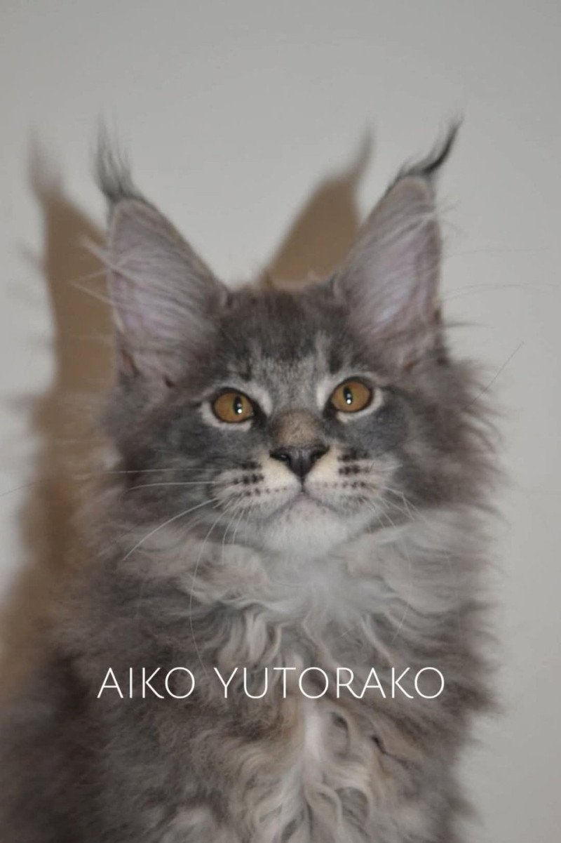 AIKO YUTORAKO Femelle Maine coon AIKO YUTORAKO Femelle Maine coon