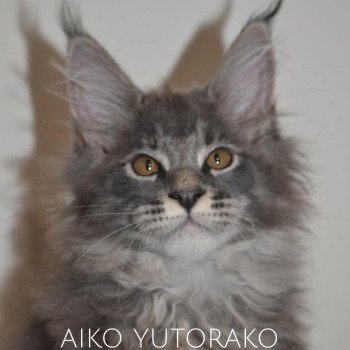 chaton Maine coon blue tortie ticked tabby AIKO YUTORAKO Chatterie Yutorako chaton Maine coon blue tortie ticked tabby AIKO YUTORAKO Chatterie Yutorako