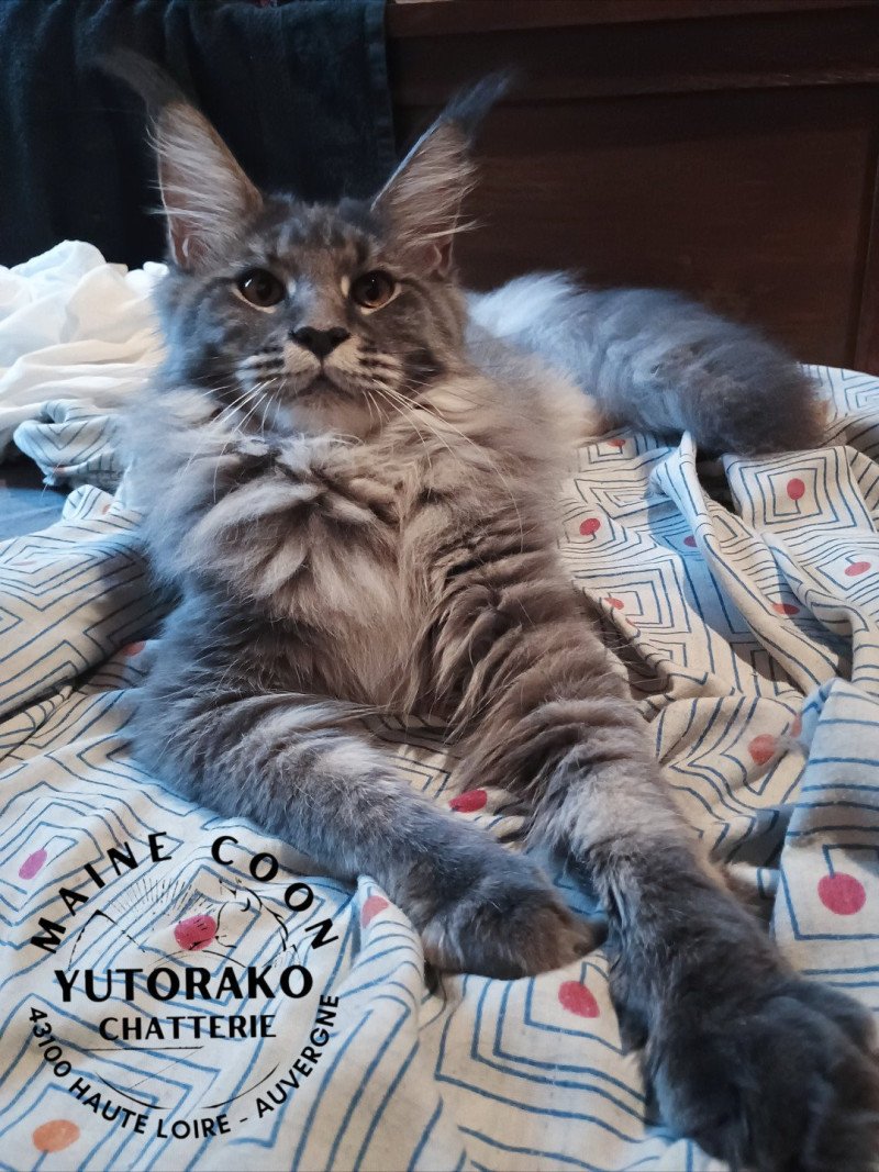 AIKO YUTORAKO Femelle Maine coon