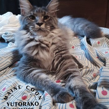 chat Maine coon blue tortie mackerel tabby AIKO YUTORAKO Chatterie Yutorako