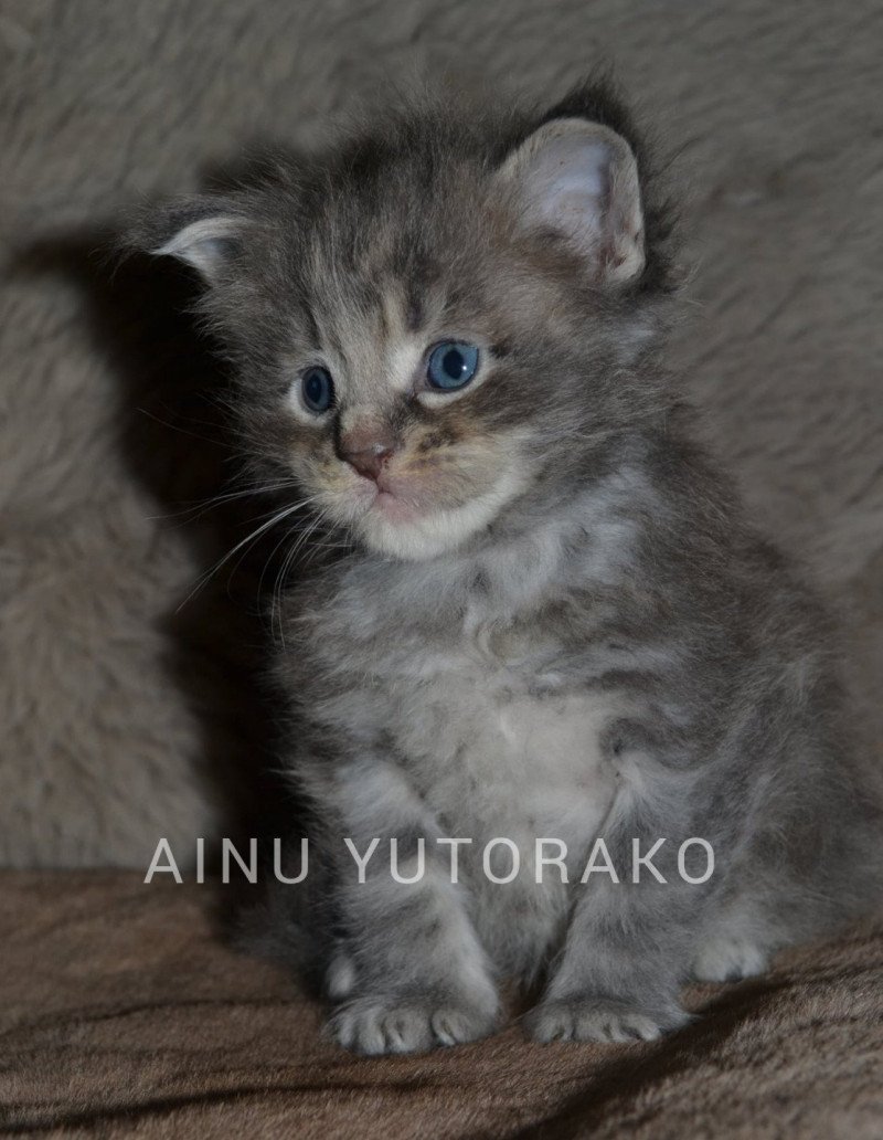 AINU YUTORAKO Mâle Maine coon