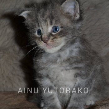 chaton Maine coon blue blotched tabby AINU YUTORAKO Chatterie Yutorako