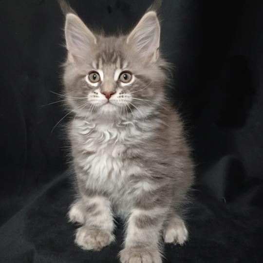 AINU YUTORAKO Yutorako Mâle Maine coon