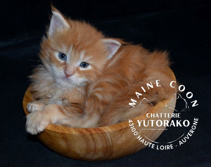 AKA Mâle Maine coon