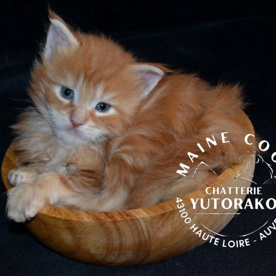 AKA Mâle Maine coon