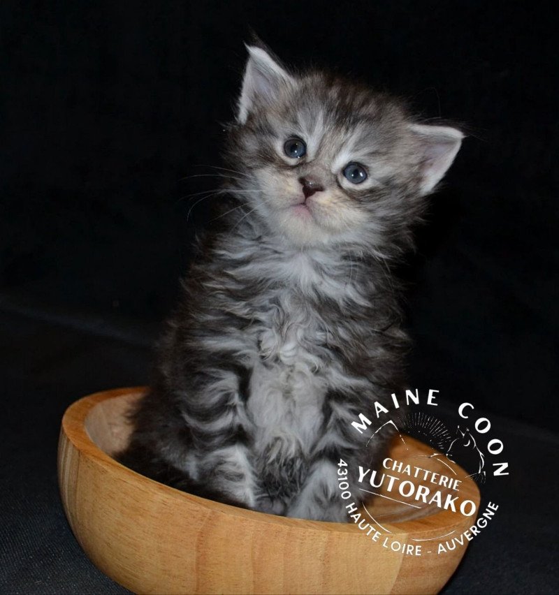 AKIRA Mâle Maine coon