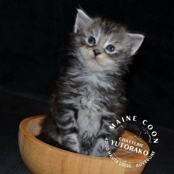 chaton Maine coon black silver blotched tabby AKIRA YUTORAKO Chatterie Yutorako chaton Maine coon black silver blotched tabby AKIRA YUTORAKO Chatterie Yutorako