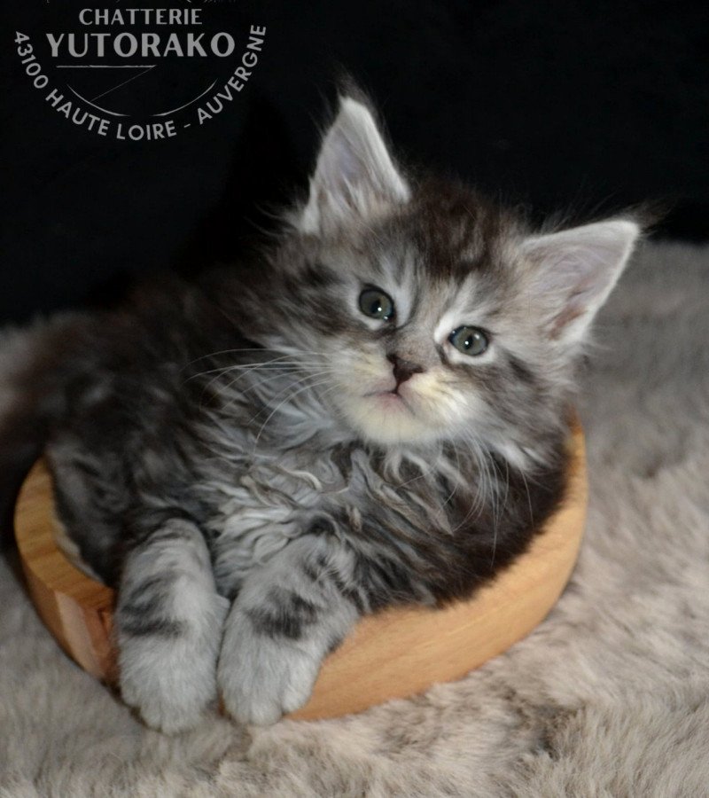 AKIRA Mâle Maine coon