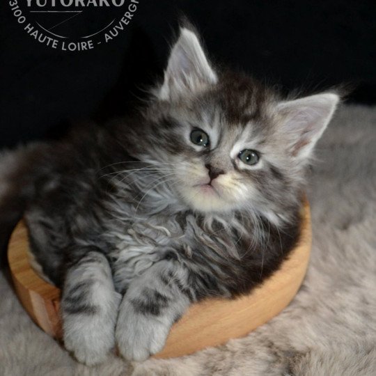 AKIRA Mâle Maine coon