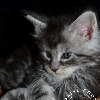 chaton Maine coon black silver blotched tabby AKIRA Chatterie Yutorako