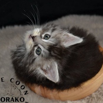 chaton Maine coon black silver blotched tabby AKIRA Chatterie Yutorako