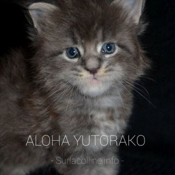 chaton Maine coon blue ticked tabby ALOHA YUTORAKO Chatterie Yutorako chaton Maine coon blue ticked tabby ALOHA YUTORAKO Chatterie Yutorako