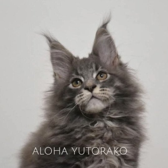 ALOHA YUTORAKO Mâle Maine coon