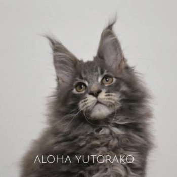chaton Maine coon blue ticked tabby ALOHA YUTORAKO Chatterie Yutorako chaton Maine coon blue ticked tabby ALOHA YUTORAKO Chatterie Yutorako
