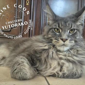 chaton Maine coon blue ticked tabby ALOHA YUTORAKO Chatterie Yutorako