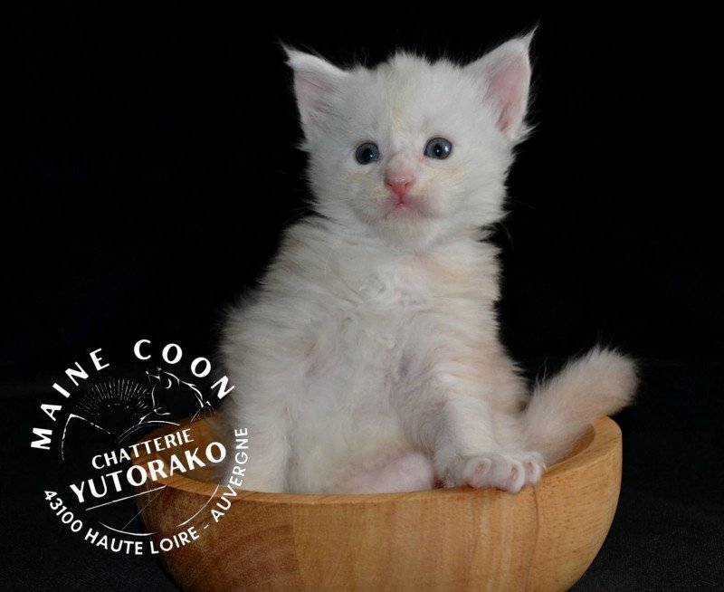 AMI Mâle Maine coon