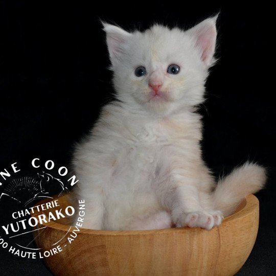 AMI Mâle Maine coon