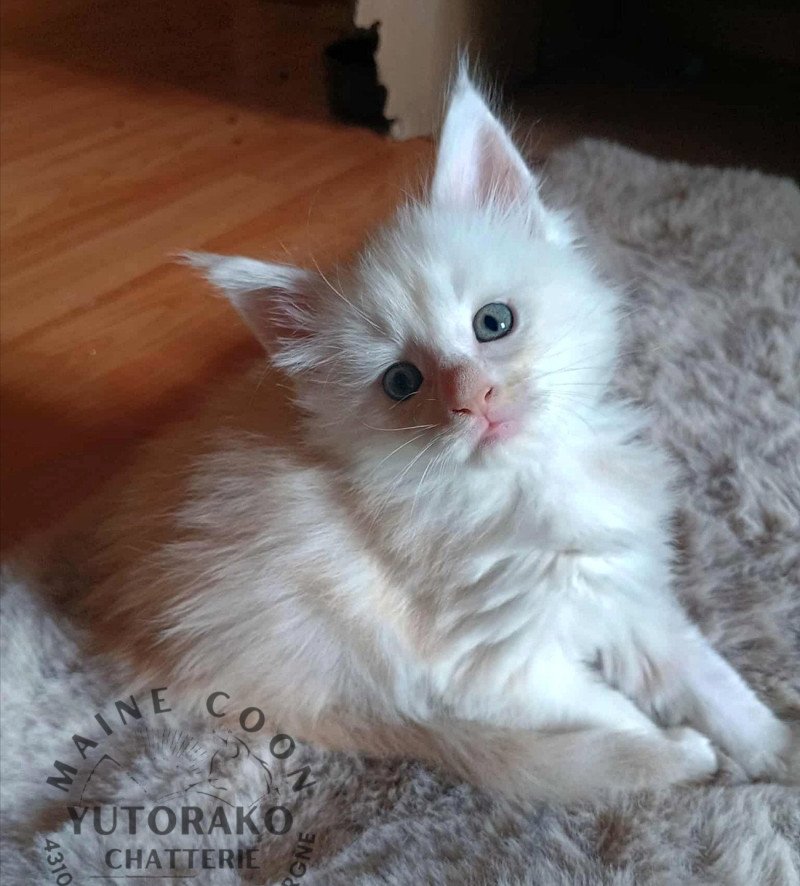 AMI Mâle Maine coon