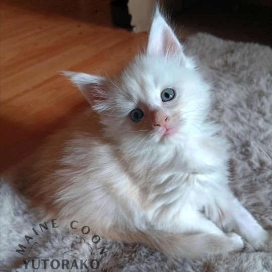 AMI Mâle Maine coon