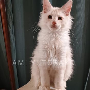 chaton Maine coon red shaded AMI Chatterie Yutorako