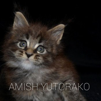 chaton Maine coon brown ticked tabby AMISH YUTORAKO Chatterie Yutorako chaton Maine coon brown ticked tabby AMISH YUTORAKO Chatterie Yutorako