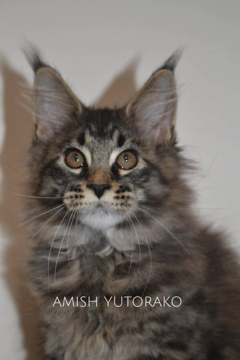 AMISH YUTORAKO Mâle Maine coon