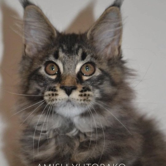 AMISH YUTORAKO Mâle Maine coon