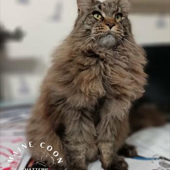 chaton Maine coon brown mackerel tabby AMISH YUTORAKO Chatterie Yutorako