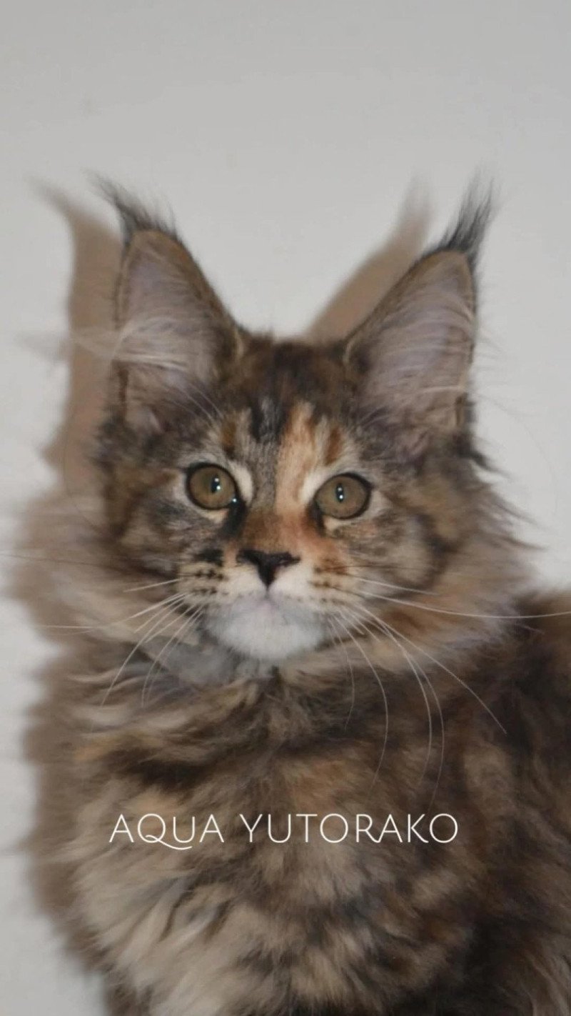 AQUA YUTORAKO Femelle Maine coon