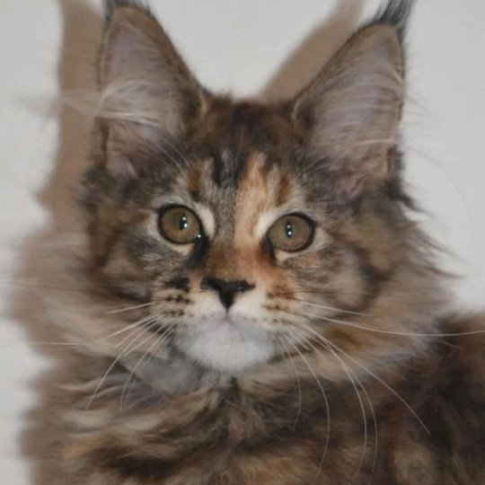 AQUA YUTORAKO Femelle Maine coon
