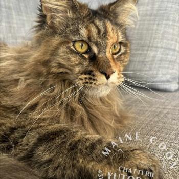 chaton Maine coon brown tortie mackerel tabby AQUA YUTORAKO Chatterie Yutorako