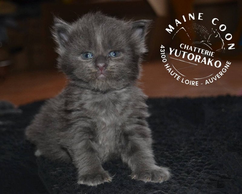 ARALE Femelle Maine coon