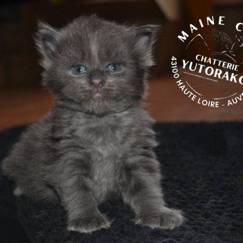 chaton Maine coon blue ARALE YUTORAKO Chatterie Yutorako chaton Maine coon blue ARALE YUTORAKO Chatterie Yutorako
