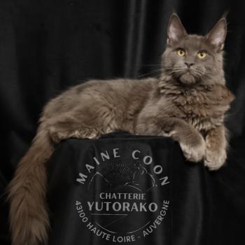 chaton Maine coon blue ARALE Chatterie Yutorako