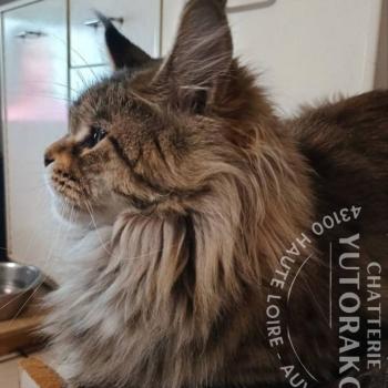 chat Maine coon brown spotted tabby ARIELLE Chatterie Yutorako