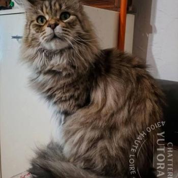 chat Maine coon brown spotted tabby ARIELLE Chatterie Yutorako