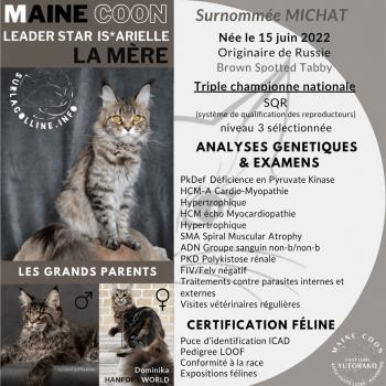 chat Maine coon brown spotted tabby ARIELLE Chatterie Yutorako