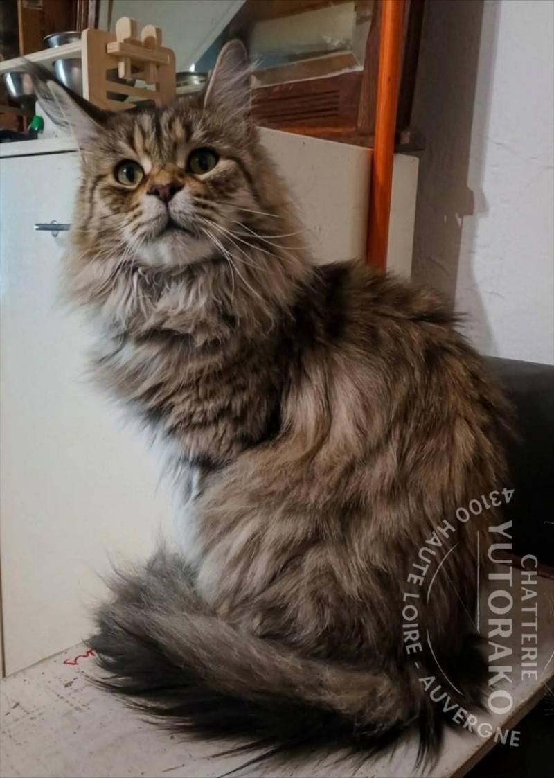 ARIELLE Femelle Maine coon
