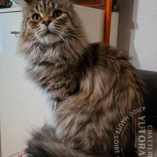 ARIELLE Femelle Maine coon