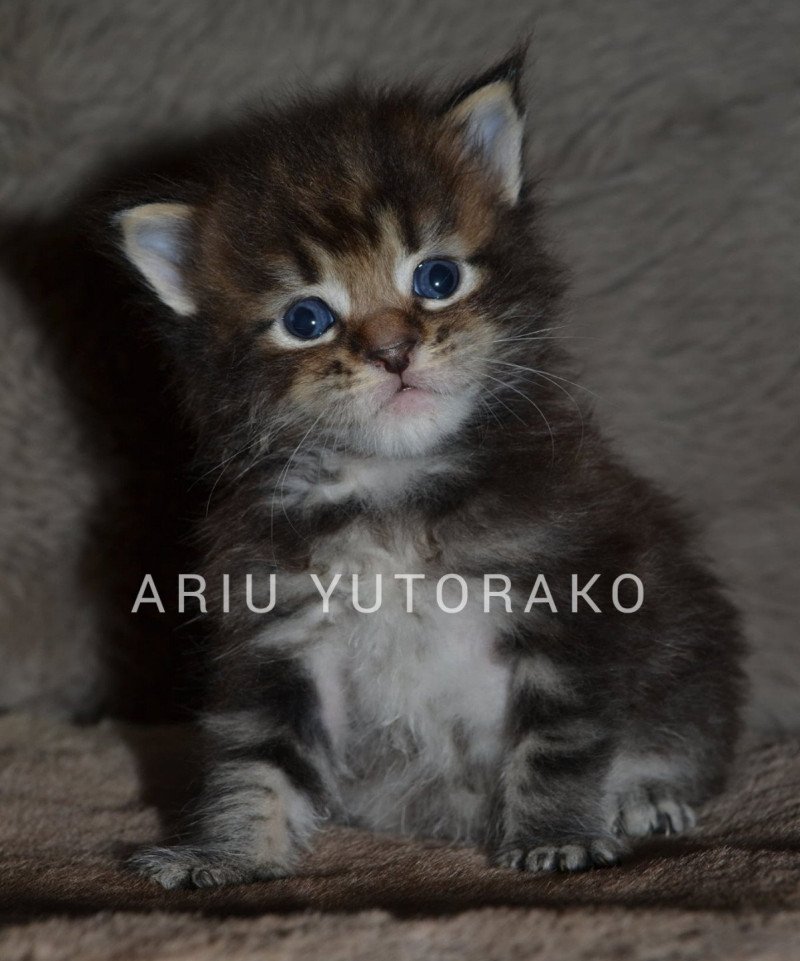 ARIU YUTORAKO Mâle Maine coon