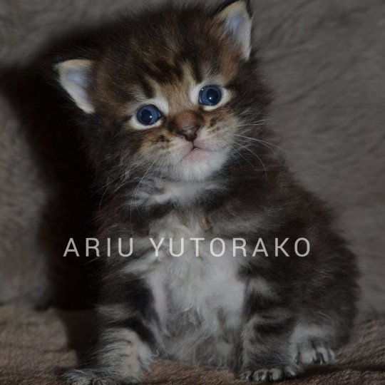 ARIU YUTORAKO Mâle Maine coon
